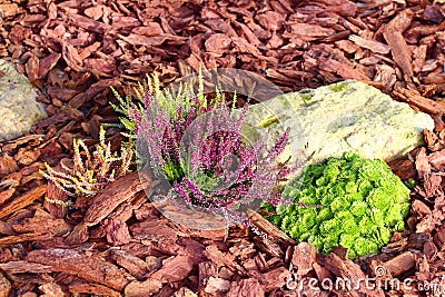 Decorative flower bed mulched with larch tree bark Stock Photo