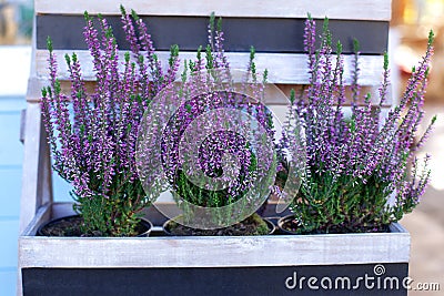 Decorative garden flowering plant. Heather Violet callunas decorating garden. Heather vulgaris bloom of small pink flowers in bask Stock Photo