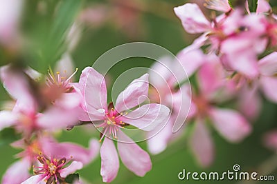 Decorative garden shrub almonds. during flowering. Pink flowers, green background of leaves. Blossoming spring gardens Stock Photo