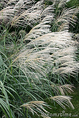 Decorative Grass Stock Photo