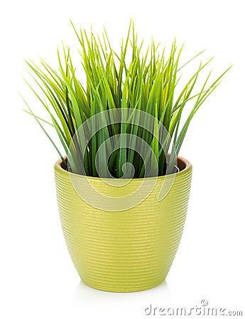 Decorative grass in flowerpot Stock Photo