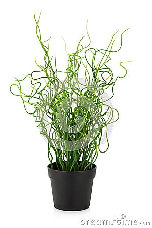 Decorative grass in flowerpot Stock Photo