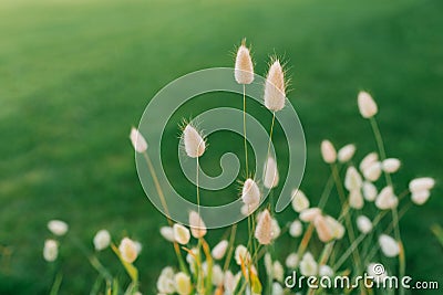 Decorative grass hare tail or lagurus in summer on a flower bed Stock Photo