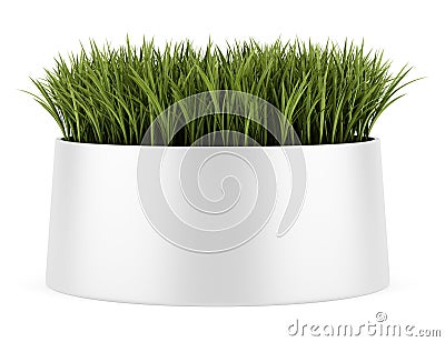 Decorative grass in pot isolated on white Stock Photo