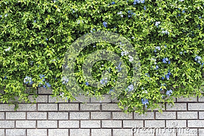 Decorative green garden on a brick wall Stock Photo