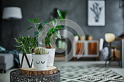 Decorative green houseplant in pot Stock Photo