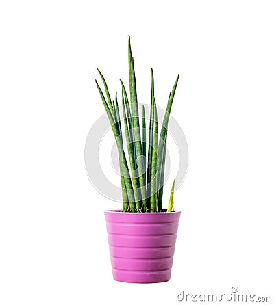 Decorative house plant Stock Photo