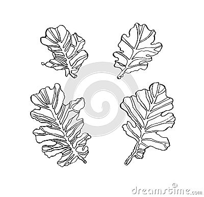 Decorative set ink drawing oak leaves with streaky Cartoon Illustration