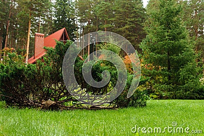 Decorative juniper on the lawn in front of the cottage Stock Photo