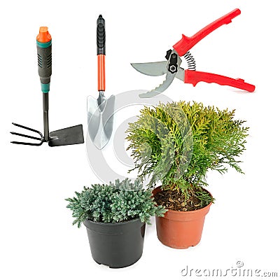 Decorative juniper and thuja in flower pots and garden tools isolated on white . Collage Stock Photo