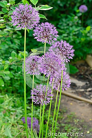 Decorative lilac bow in the garden Stock Photo