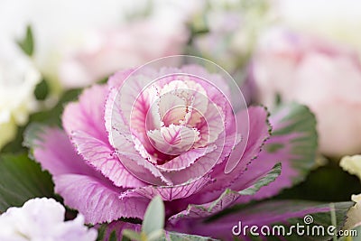 Decorative lilac cabbage. Unusual funny flower of Brassica oleracea. Bouquet flowers of roses in glass vase. Shabby chic Stock Photo