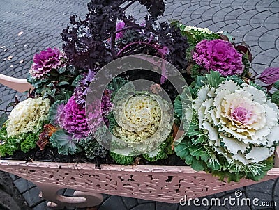 Decorative lilac cabbage from which the flower arrangement is made Stock Photo