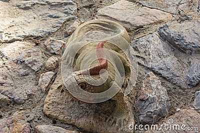 Decorative lizard on stone Stock Photo