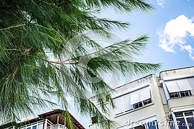Decorative long-coniferous pine possibly Pinus montezumae on street of Alanya Turkey. Coniferous tree branches with long thin Stock Photo