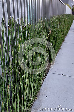 Decorative Mini bamboo hedge could resemble horsetail reeds grass Stock Photo