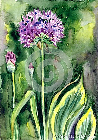 Decorative onion Allium on a bed, watercolor painting Cartoon Illustration