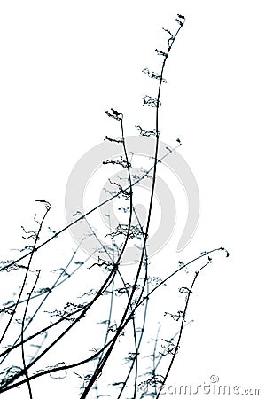 Decorative organic element. Stock Photo