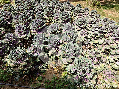 Decorative ornamental cabbages growing in a garden Stock Photo