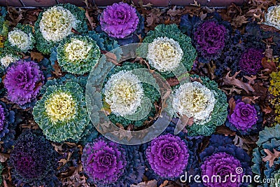 Decorative ornamental kale Stock Photo