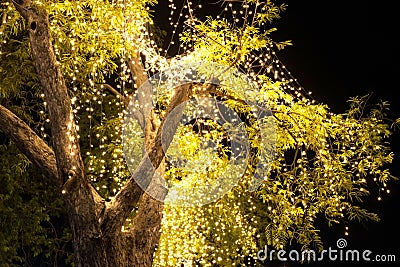 Decorative outdoor string lights hanging on tree Stock Photo
