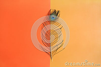 Decorative Peacock feather on bright background of orange color Stock Photo