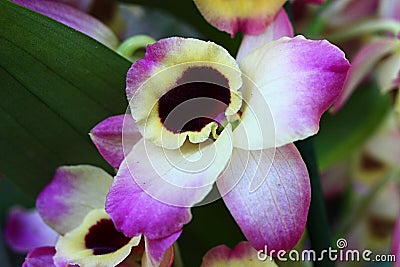 Decorative pink to white, yellow flower of Dendrobium orchid with dark purple center Stock Photo