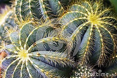 Decorative plant Notocactus Stock Photo