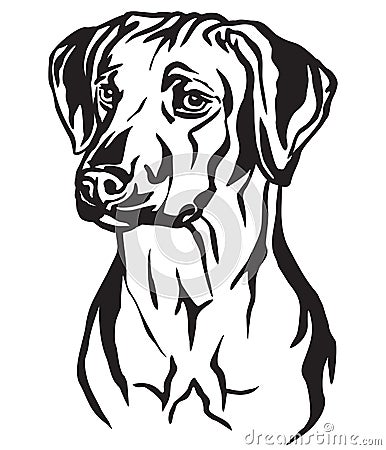 Decorative portrait of Rhodesian Ridgeback Dog vector illustration Vector Illustration