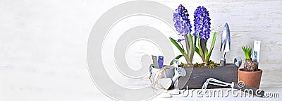 potted hyacinth in box with garden equipment in panoramic view Stock Photo