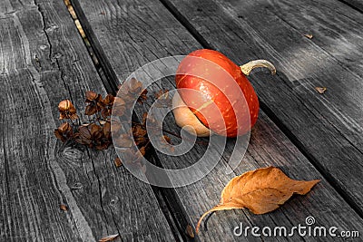 Decorative pumpkin and a dried sprig of hops Humulus for design on the theme of autumn, harvest Stock Photo