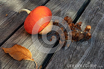 Decorative pumpkin and a dried sprig of hops Humulus on an old wooden table for design on the theme of autumn, harvest Stock Photo