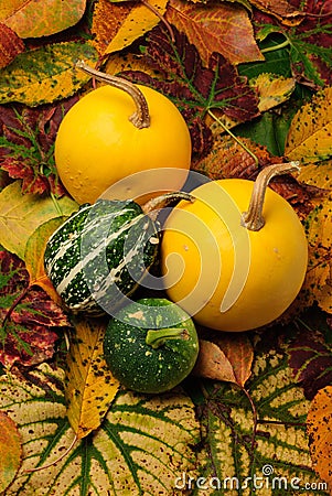 Decorative Pumpkins Stock Photo