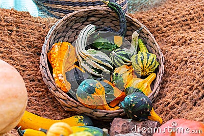 Decorative pumpkins green yellow striped in a wicker basket, garden decor, harvest festival, artificial pumpkin indie rattle Stock Photo