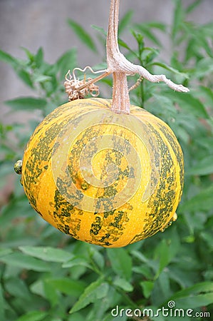 Decorative pumpkins, Halloween decor. Kakai pumpkin has a very unusual coloring, and an even more unusual treat inside. Stock Photo