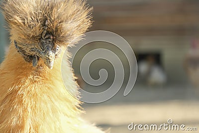 Decorative purebred crested chicken looks directly at the camera. Head of a funny red shaggy chicken close-up. Stock Photo