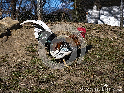 Decorative rooster with bright colorful plumage in freedom Stock Photo