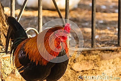 Decorative rooster with bright colorful plumage Stock Photo