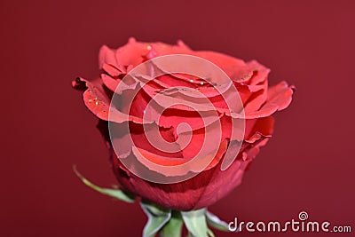 Decorative rose Stock Photo