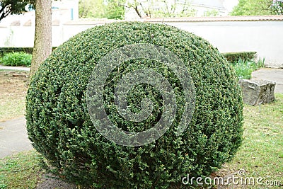 Decorative round bush in a park Stock Photo