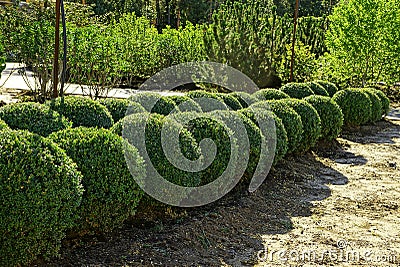 Decorative round bushes in the summer garden Stock Photo