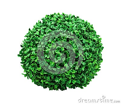 Decorative round plant isolated Stock Photo