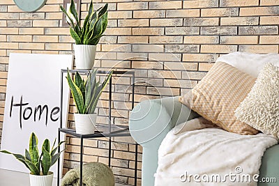 Decorative sansevieria plants in interior of room Stock Photo