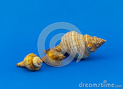 Decorative seashells on blue background Stock Photo