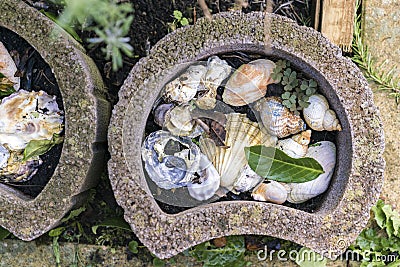 Decorative seashells used for landscaping Stock Photo