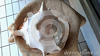Decorative shells for a room display Stock Photo