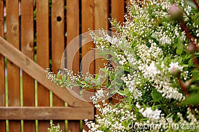 Decorative shrub, deutzia gracilis, against wooden fence. Stock Photo