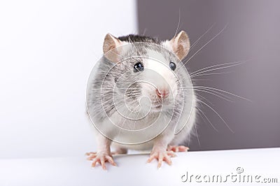 Decorative silver rat close-up Stock Photo