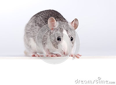 Decorative silver rat over a white banner Stock Photo
