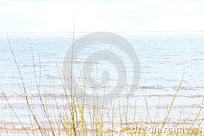 Decorative single plant on the sandy shore Stock Photo